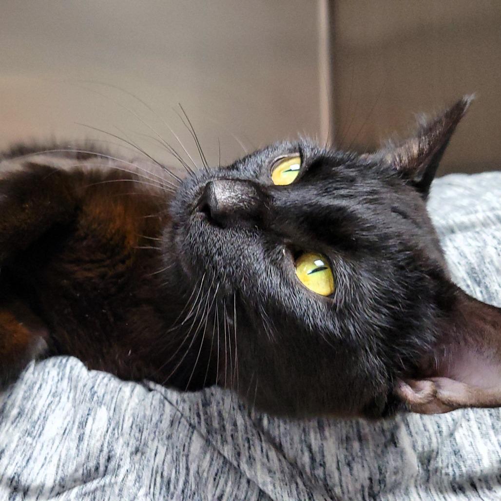 Enlarge Slinky, a Adoptable Domestic Short Hair in Michigan City, IN image 5/5