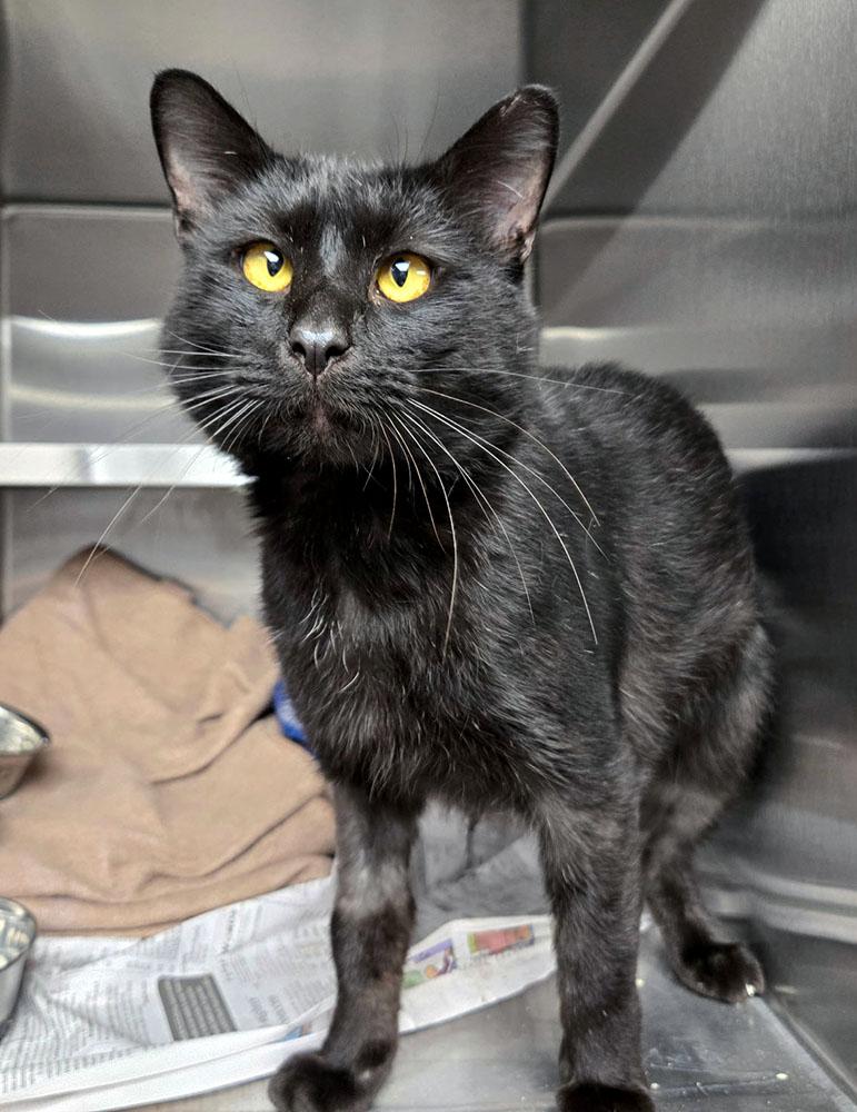 Enlarge Jeff (AO37271), a Adopted Domestic Short Hair in Kansas City, KS image 2/2