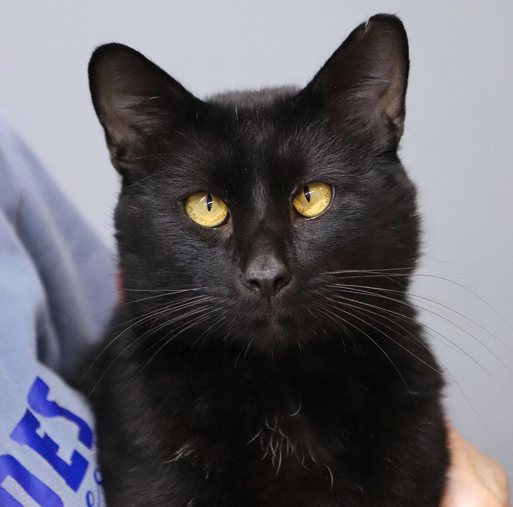 Enlarge Jeff (AO37271), a Adopted Domestic Short Hair in Kansas City, KS image 1/2