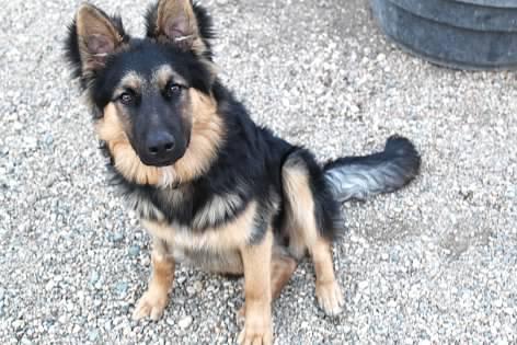 Spike, an adoptable German Shepherd Dog, Australian Cattle Dog / Blue Heeler in Pierre, SD, 57501 | Photo Image 1