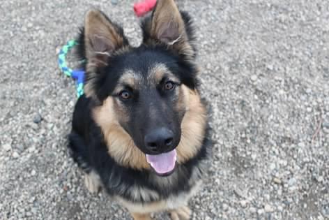 Spike, an adoptable German Shepherd Dog, Australian Cattle Dog / Blue Heeler in Pierre, SD, 57501 | Photo Image 2