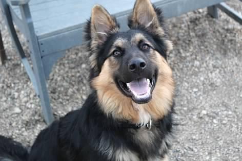 Spike, an adoptable German Shepherd Dog, Australian Cattle Dog / Blue Heeler in Pierre, SD, 57501 | Photo Image 3