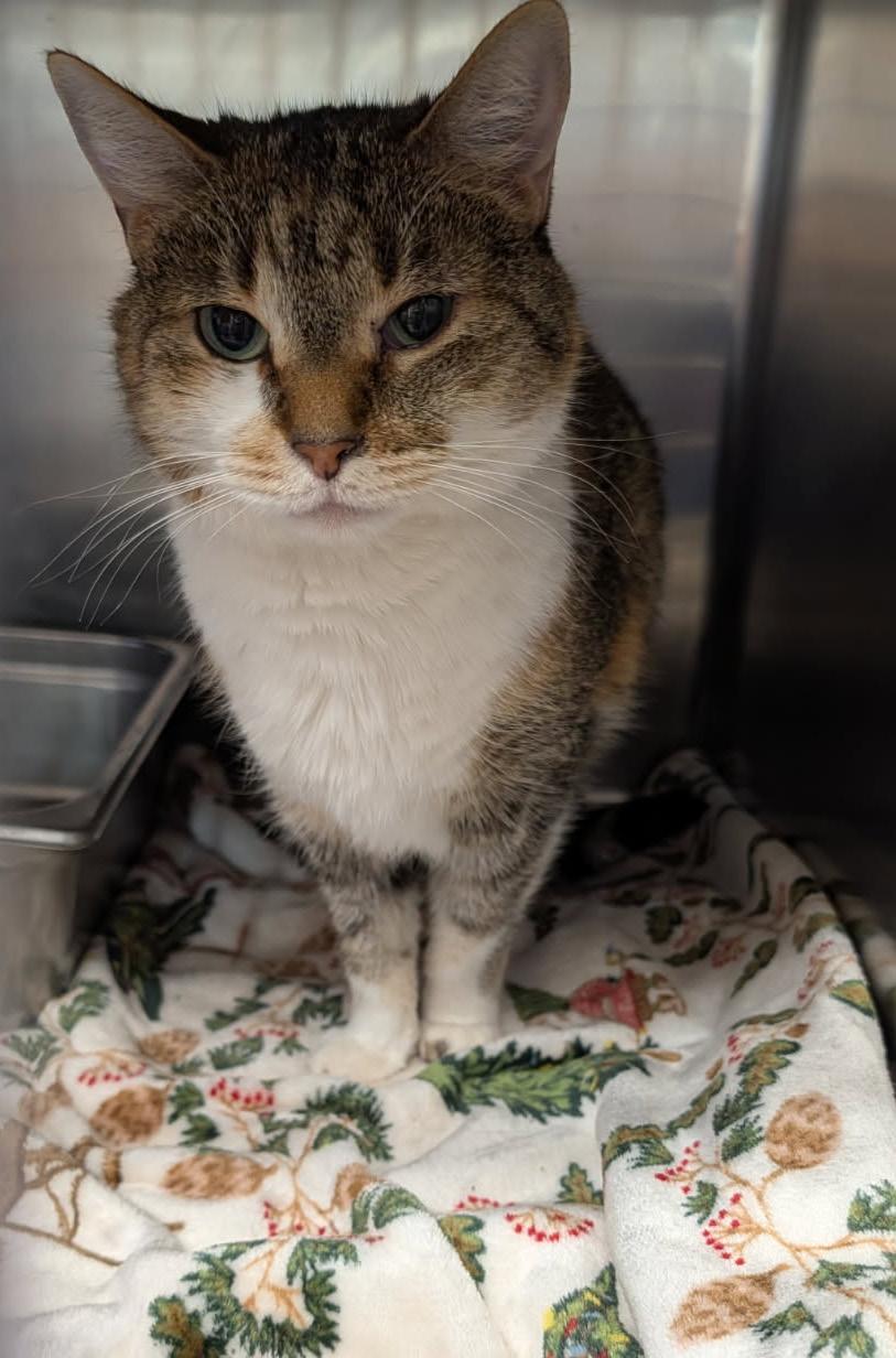 Rice Pudding thumbnail 2