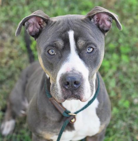 Enlarge BOLT, a Adoptable Pit Bull Terrier in Norfolk, VA image 1/1