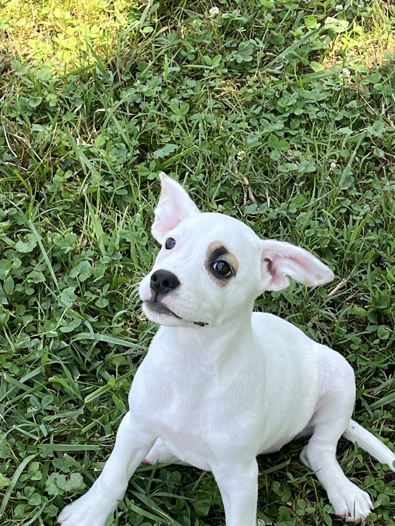 Enlarge Jo Wilson, a Adoptable Mixed Breed in Jarrettsville, MD image 4/4