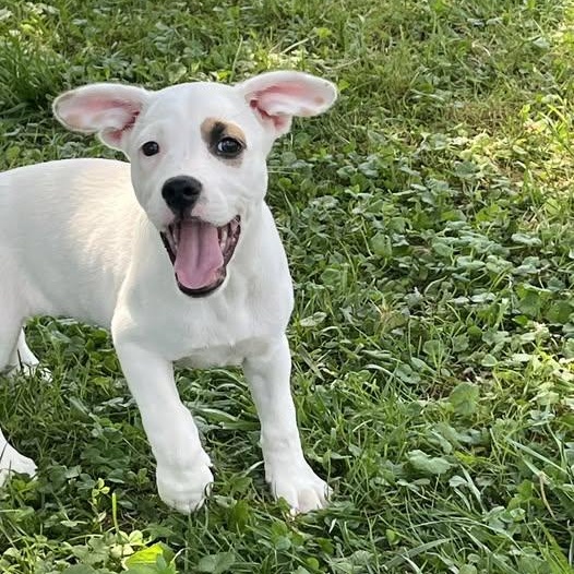 Jo Wilson, Adoptable, Puppy Female Mixed Breed.