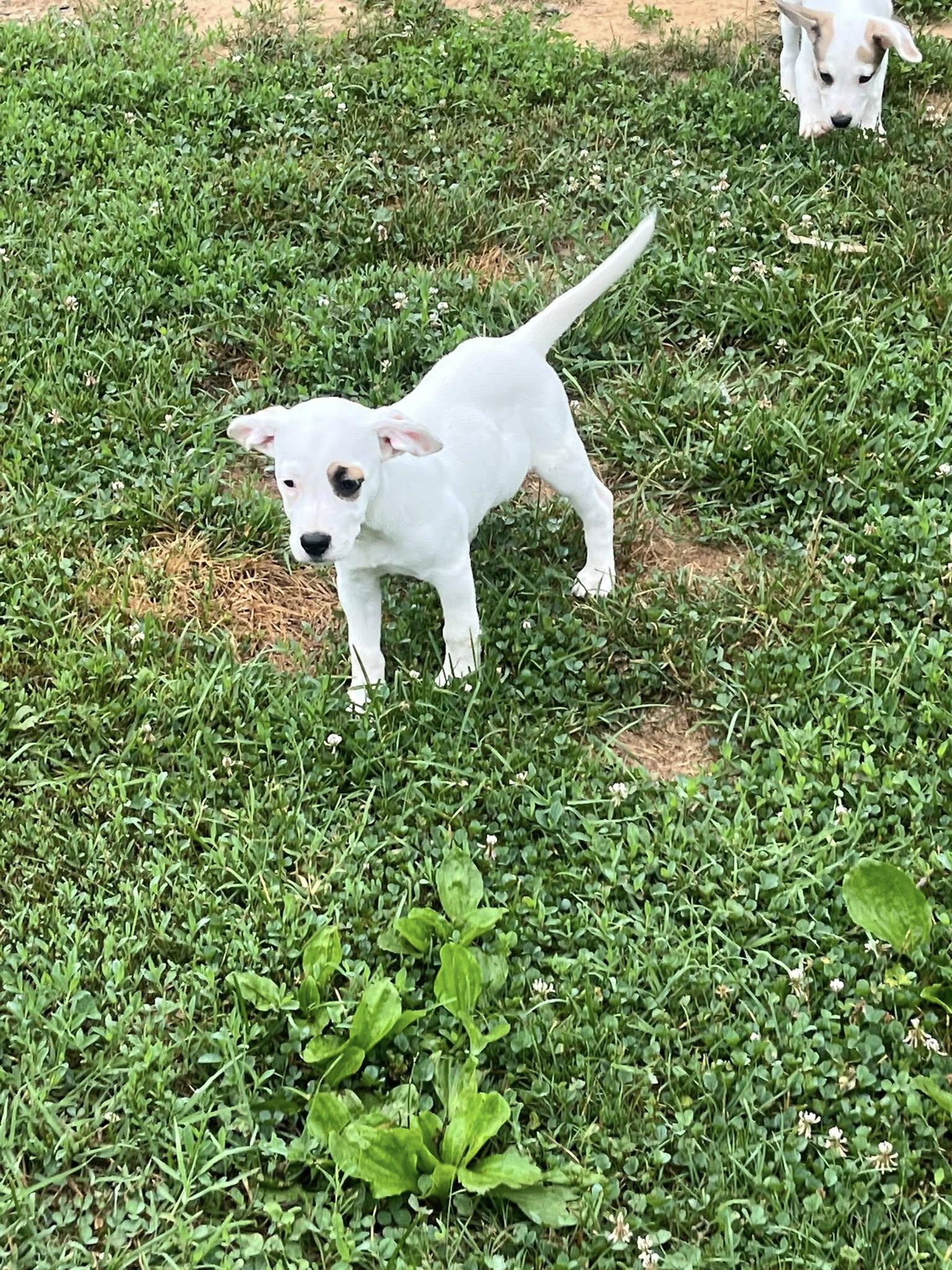 Enlarge Jo Wilson, a Adoptable Mixed Breed in Jarrettsville, MD image 3/4
