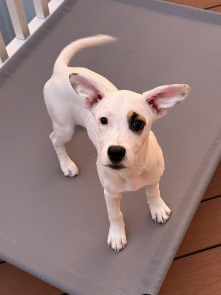 Enlarge Jo Wilson, a Adoptable Mixed Breed in Jarrettsville, MD image 1/4