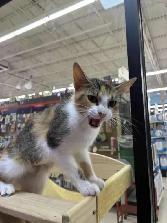 Enlarge Saturn, a Adoptable mixed breed in Grand Rapids, MI image 1/6