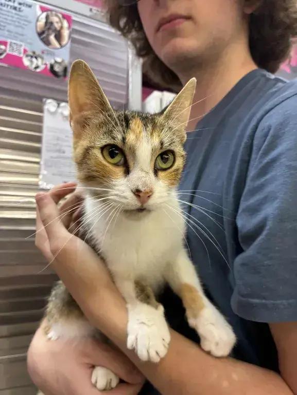Enlarge Saturn, a Adoptable mixed breed in Grand Rapids, MI image 2/6