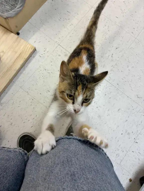 Enlarge Saturn, a Adoptable mixed breed in Grand Rapids, MI image 3/6