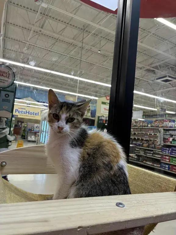 Enlarge Saturn, a Adoptable mixed breed in Grand Rapids, MI image 4/6