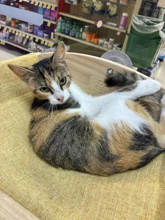 Enlarge Saturn, a Adoptable mixed breed in Grand Rapids, MI image 5/6