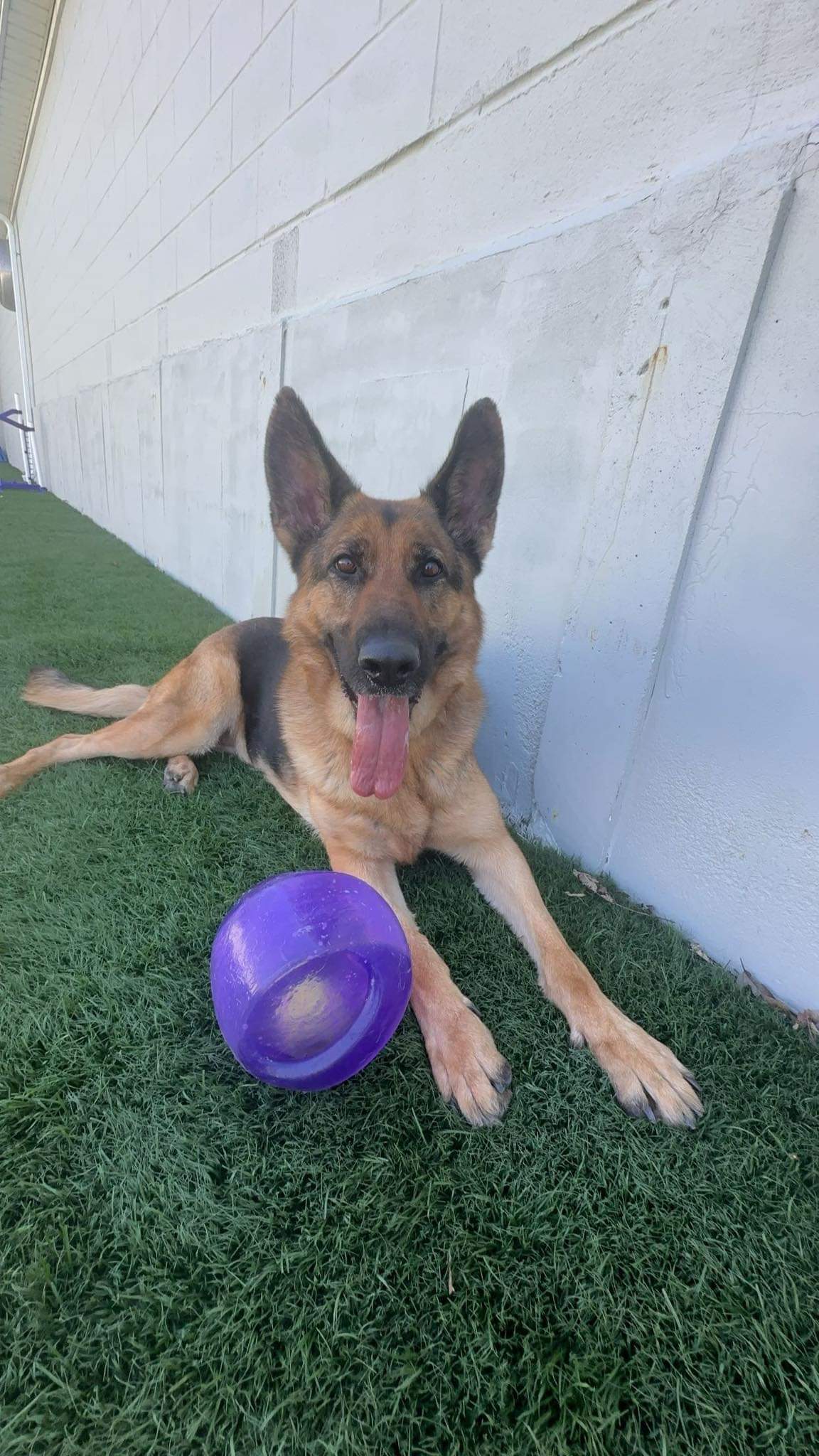 Dog for adoption Della, a German Shepherd Dog in Frenchtown , NJ