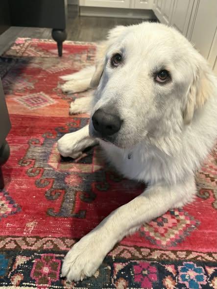 Duke 1.0, Adoptable, Young Male Great Pyrenees.