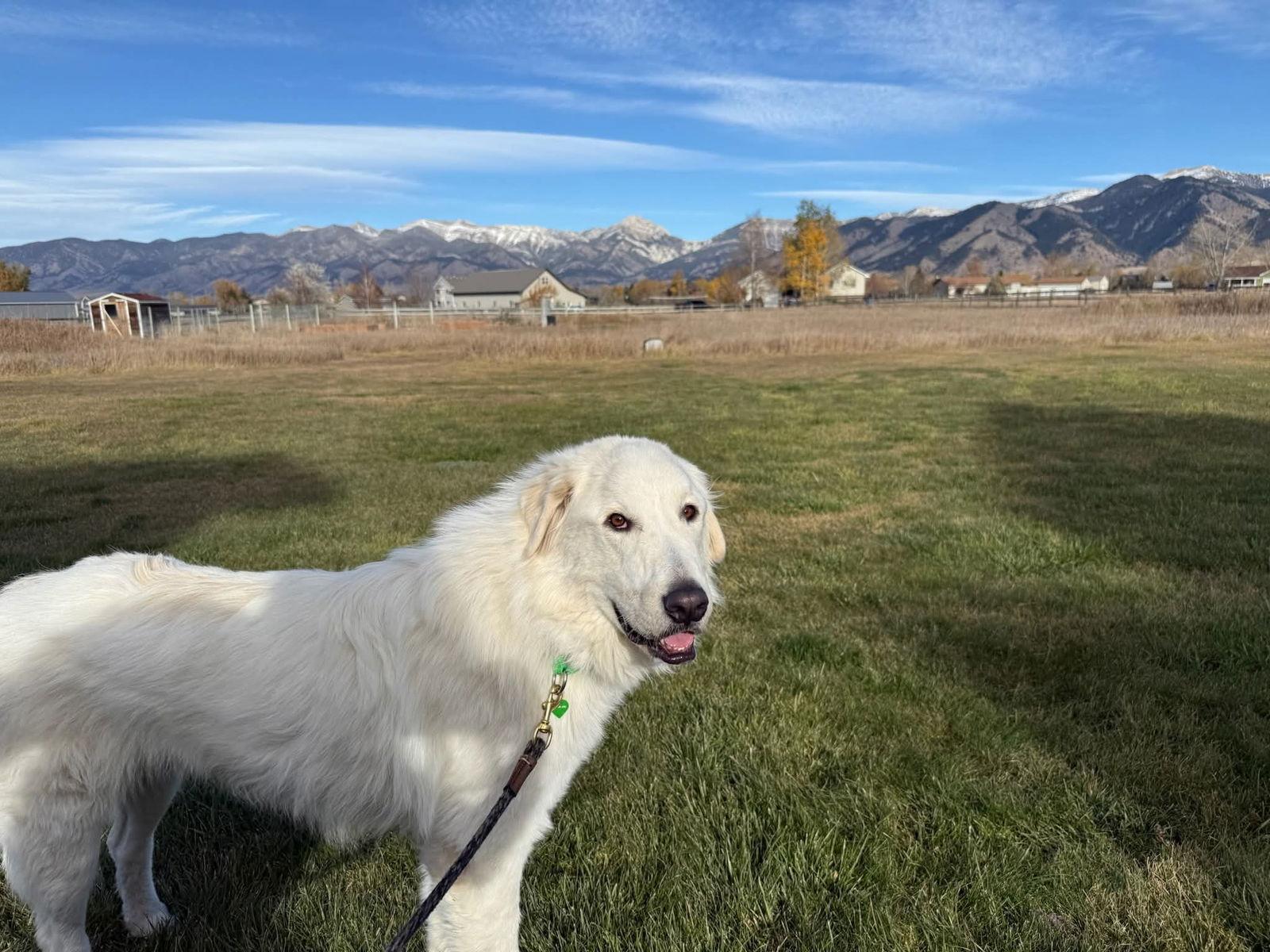 Enlarge Duke 1.0, a Adoptable Great Pyrenees in Hamilton, MT image 2/3
