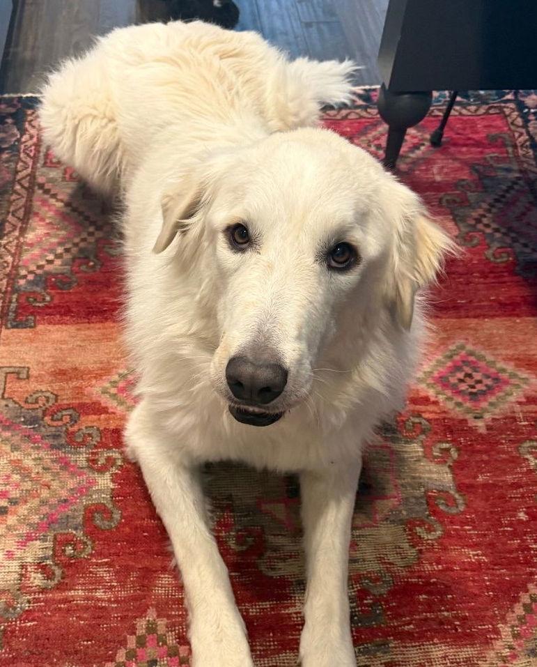 Enlarge Duke 1.0, a Adoptable Great Pyrenees in Hamilton, MT image 3/3
