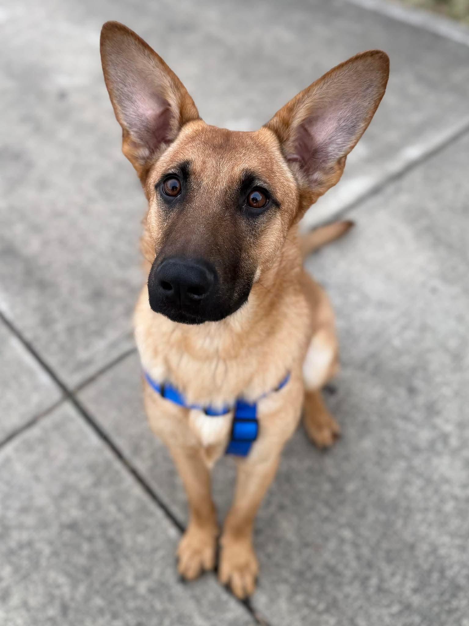 Enlarge Captain, a ADOPTABLE mixed breed in Washington , PA image 1/1