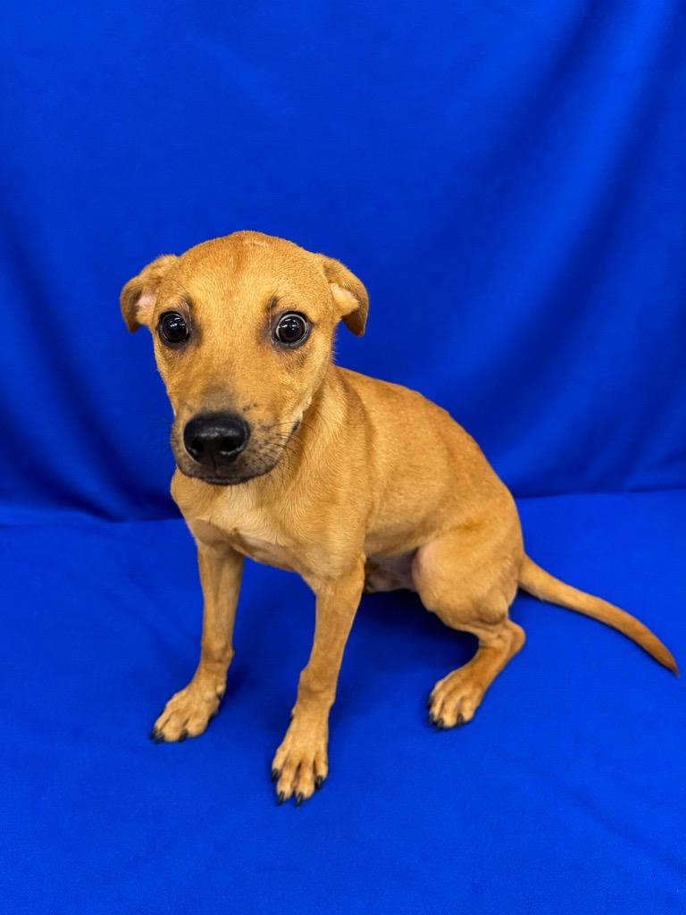 octopus, Adoptable, Puppy Male Mixed Breed.