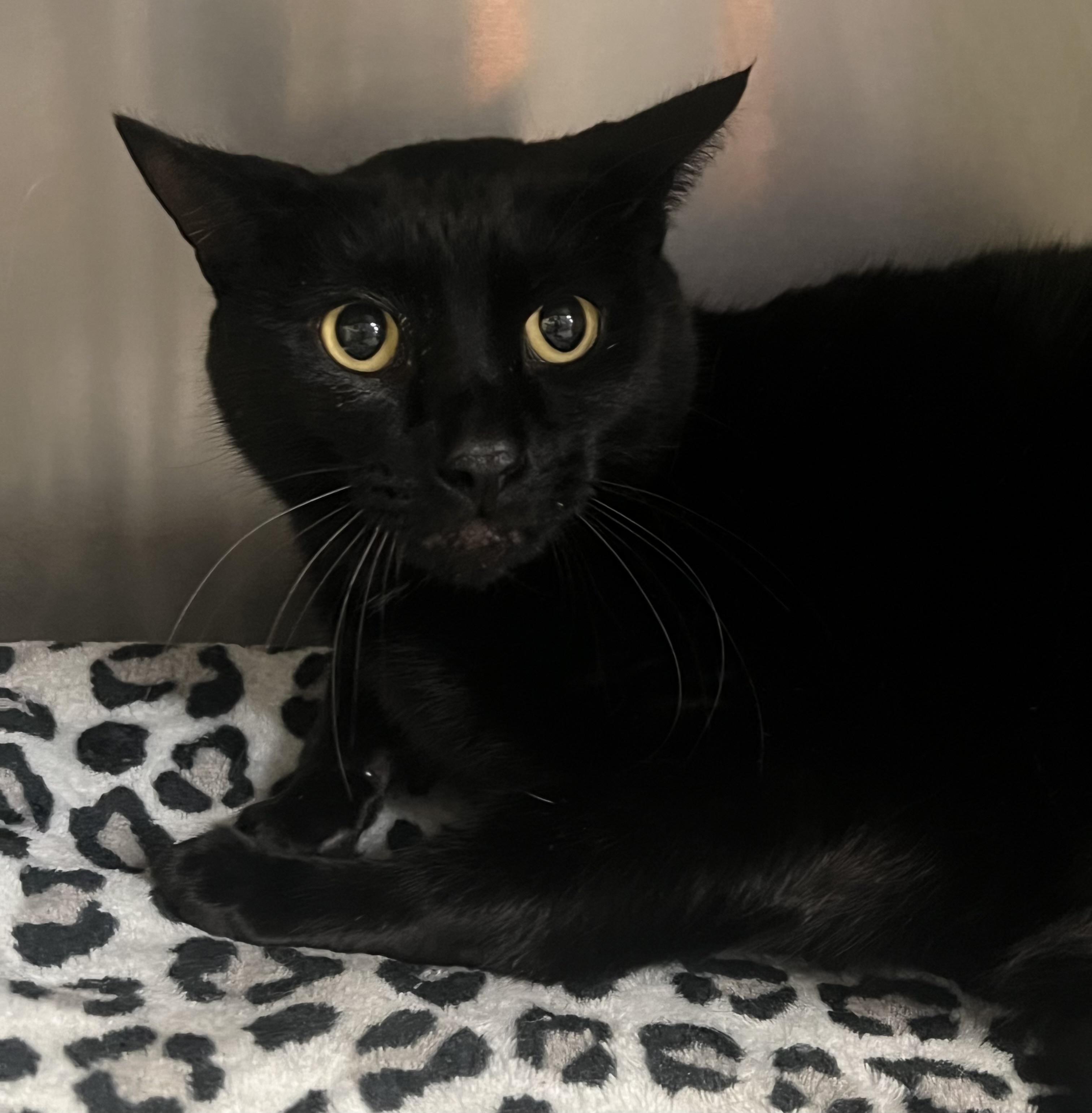 Enlarge Loki, a ADOPTABLE Domestic Short Hair in Johnston, RI image 5/6