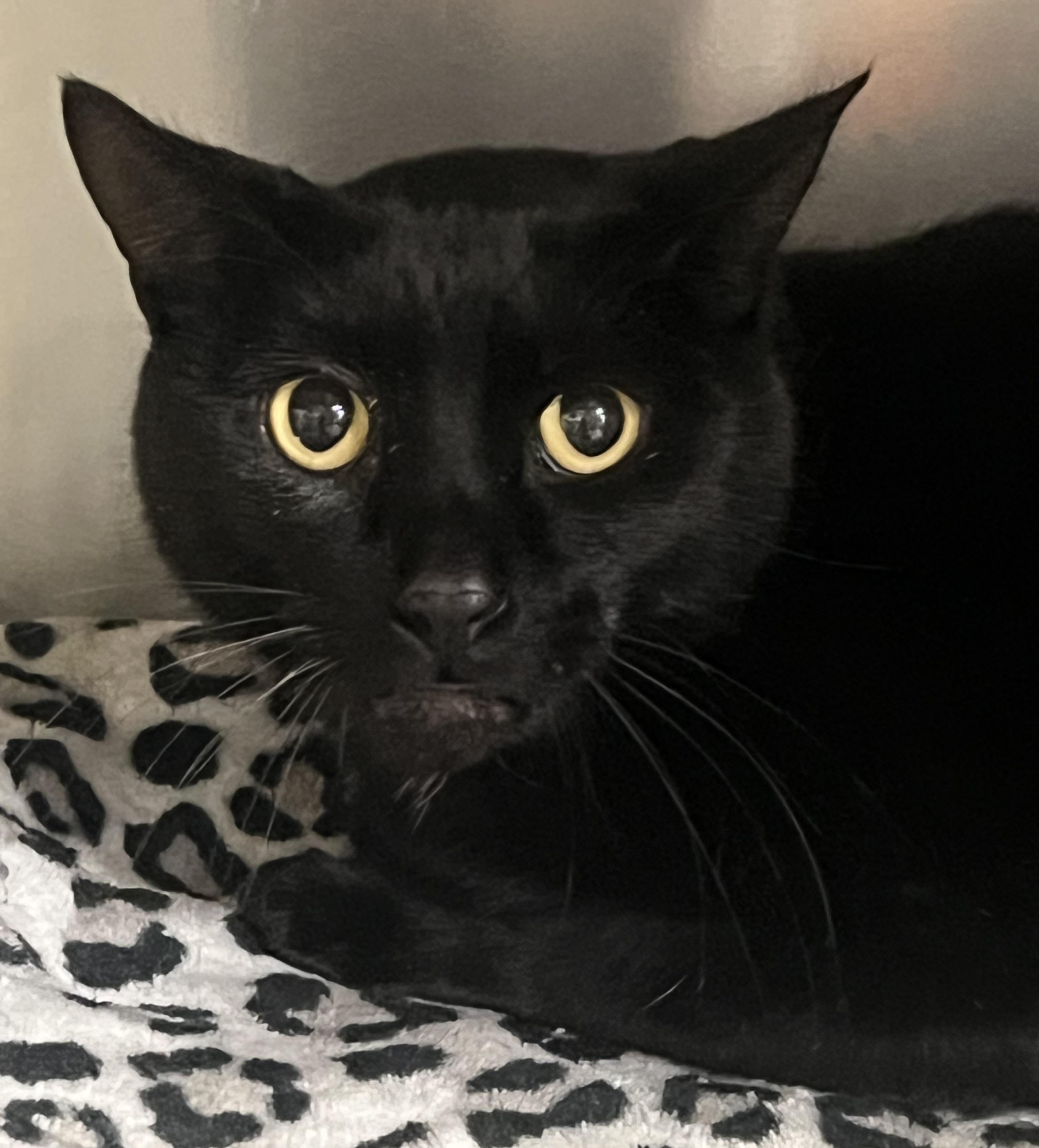 Enlarge Loki, a ADOPTABLE Domestic Short Hair in Johnston, RI image 3/6