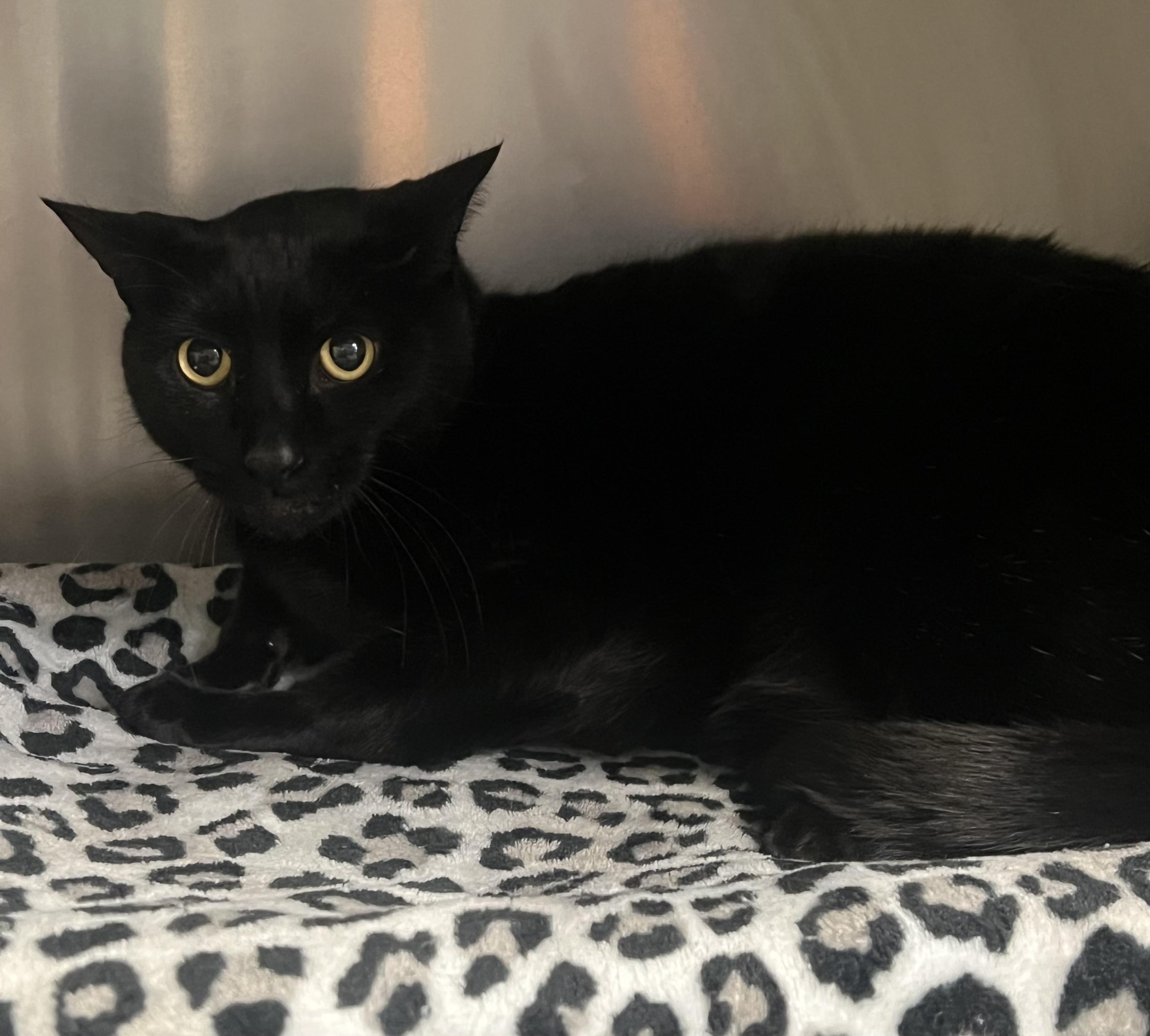 Enlarge Loki, a ADOPTABLE Domestic Short Hair in Johnston, RI image 4/6