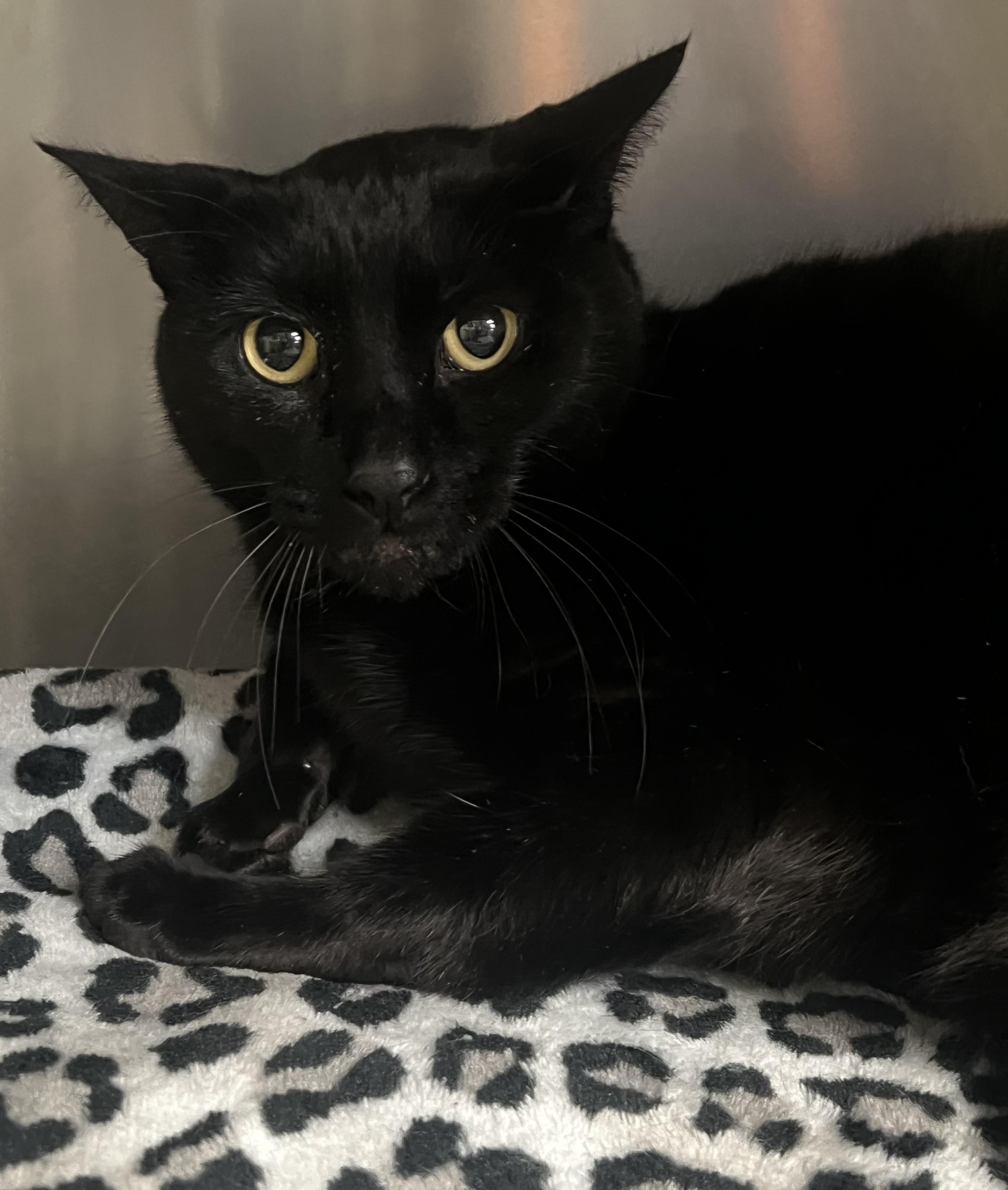 Enlarge Loki, a ADOPTABLE Domestic Short Hair in Johnston, RI image 6/6