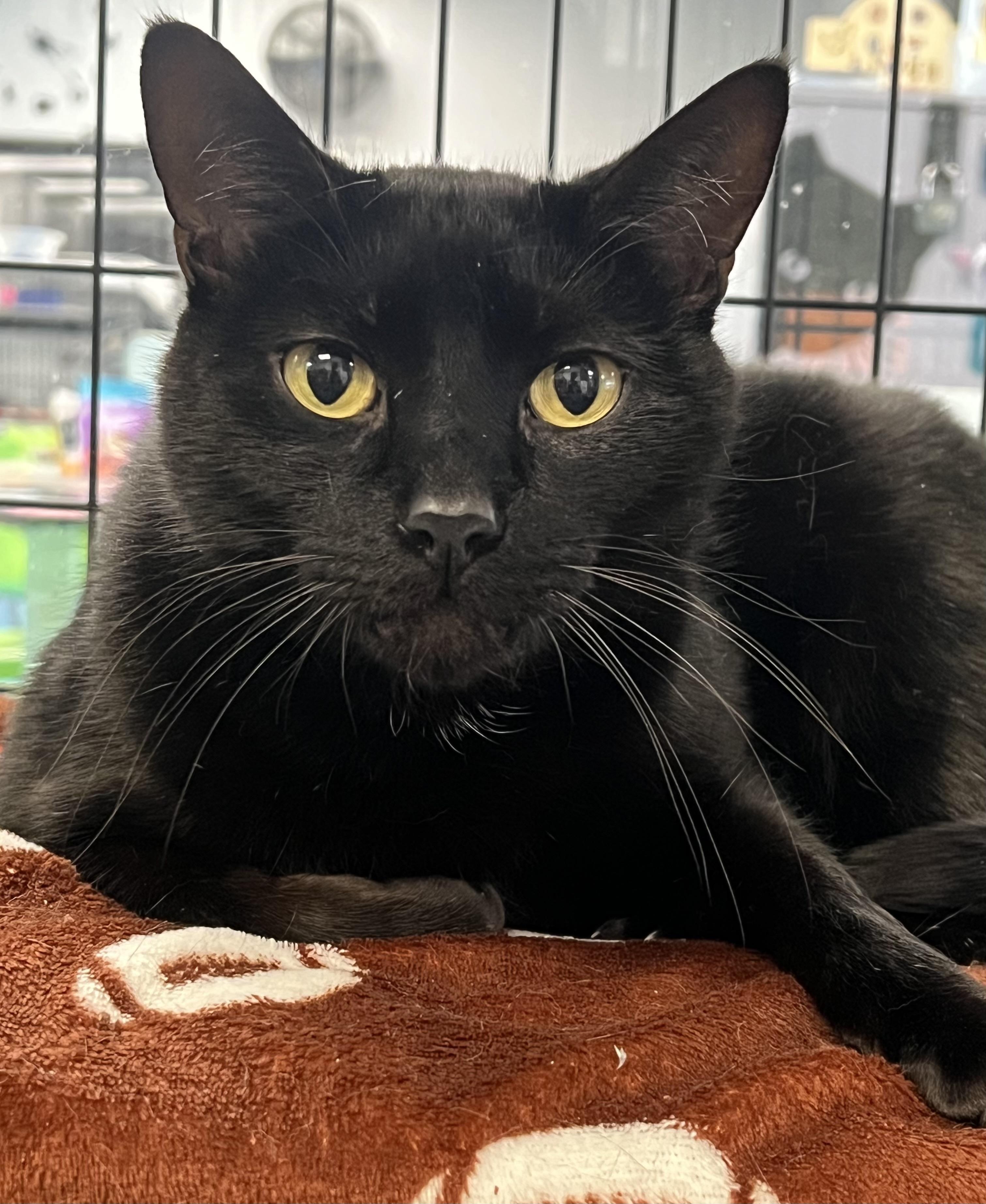 Loki, ADOPTABLE, Young Male Domestic Short Hair.