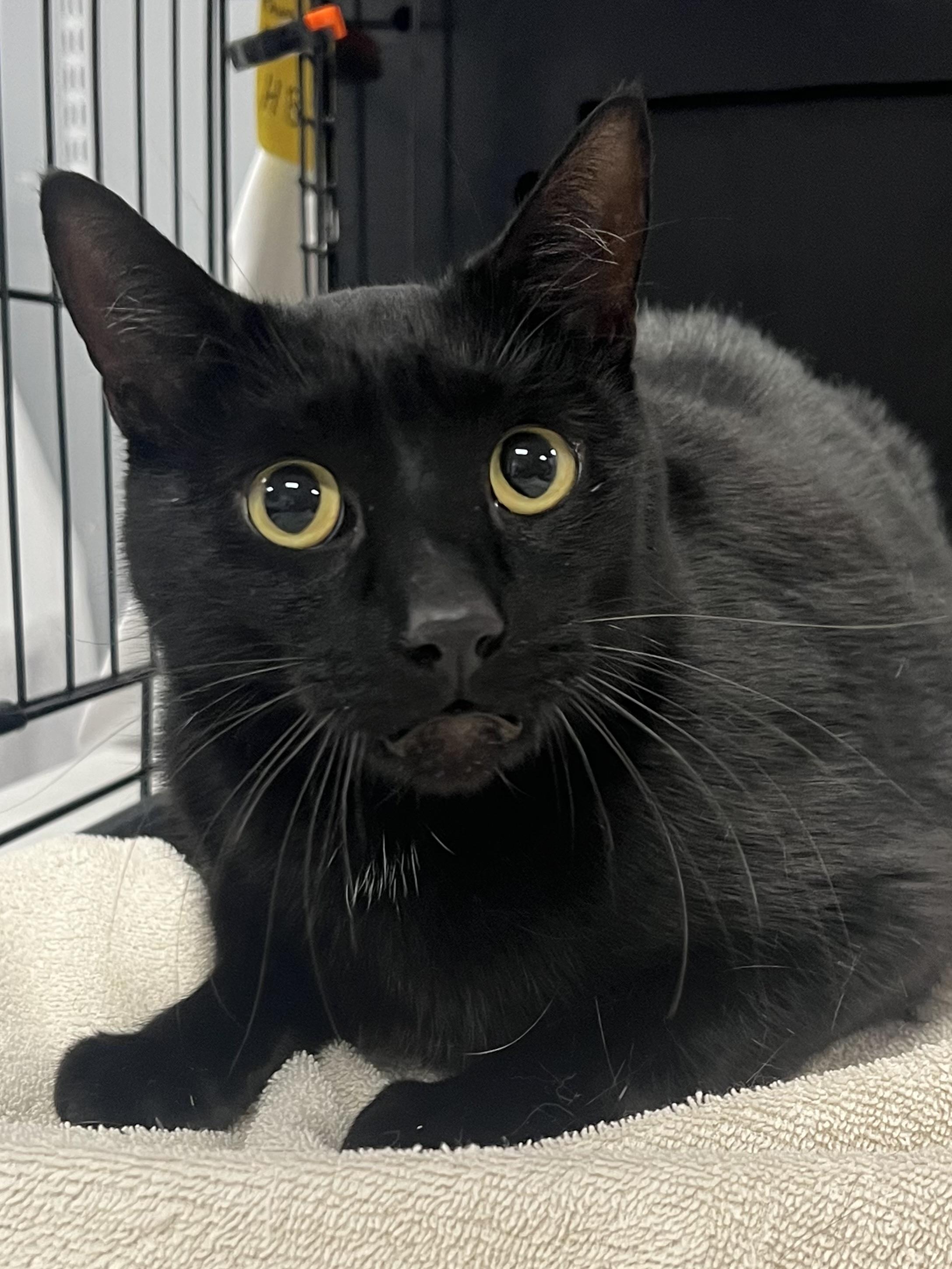 Enlarge Loki, a ADOPTABLE Domestic Short Hair in Johnston, RI image 2/6