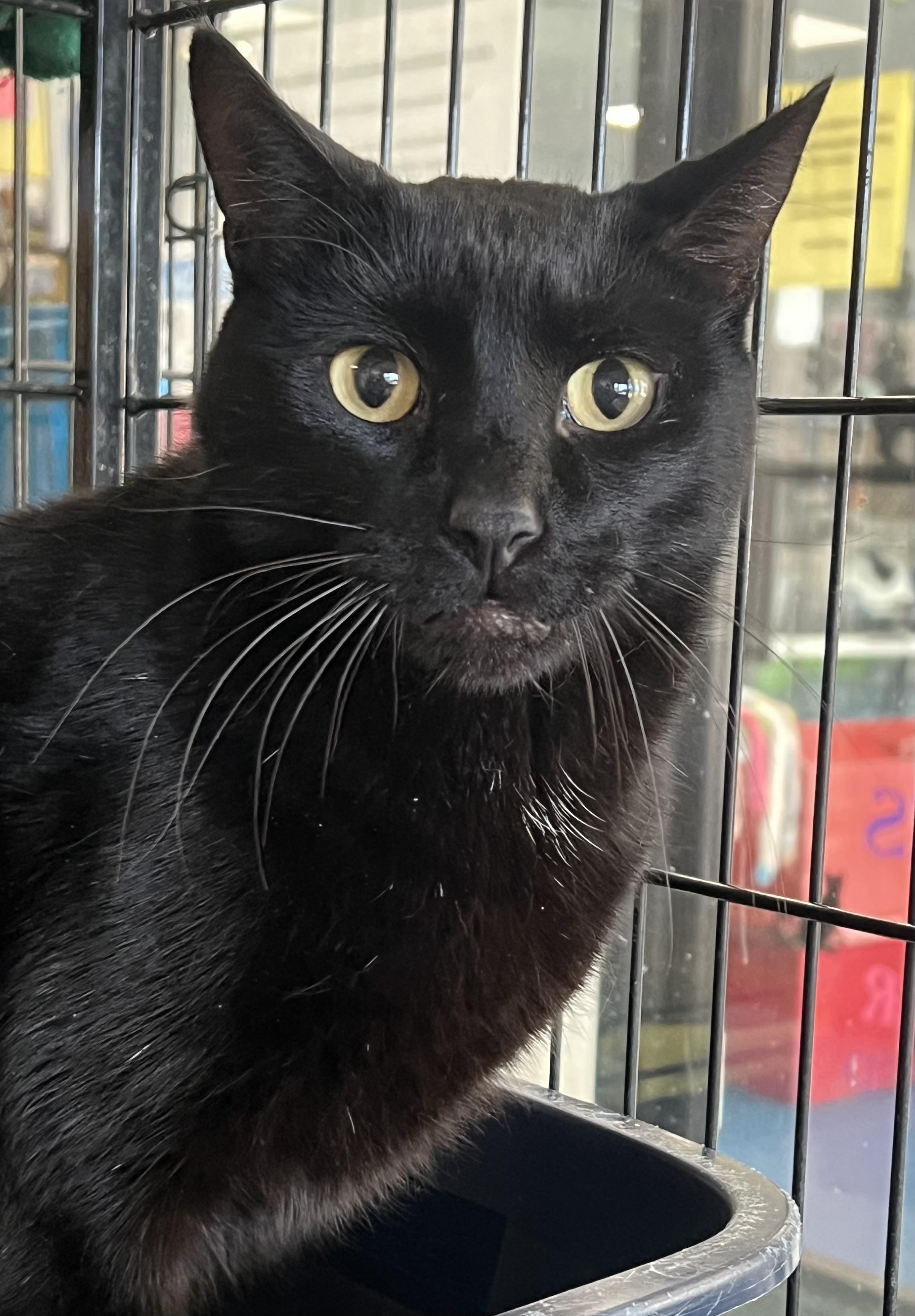 Loki, ADOPTABLE, Young Male Domestic Short Hair.
