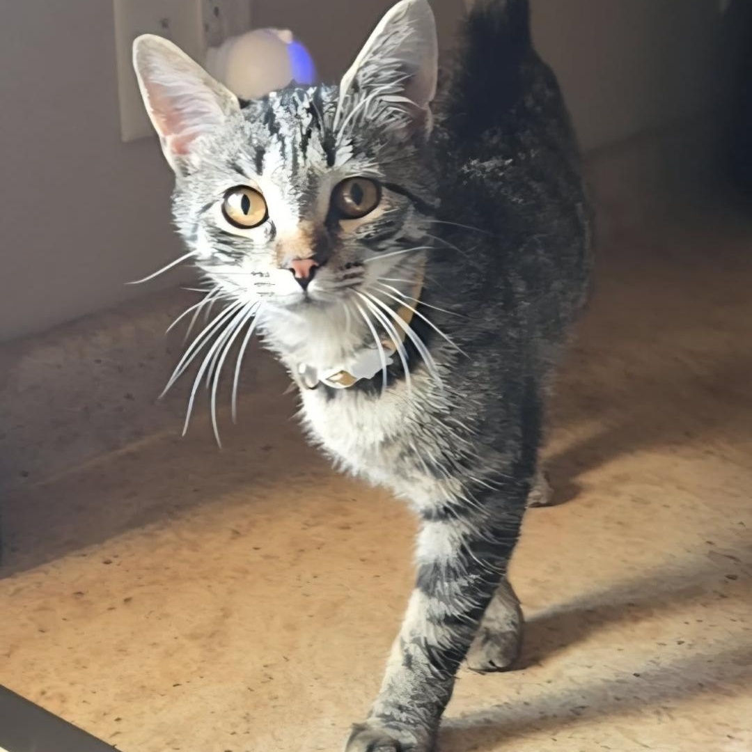 Enlarge Honey, an adopted Domestic Short Hair in Reeseville, WI image 3/3