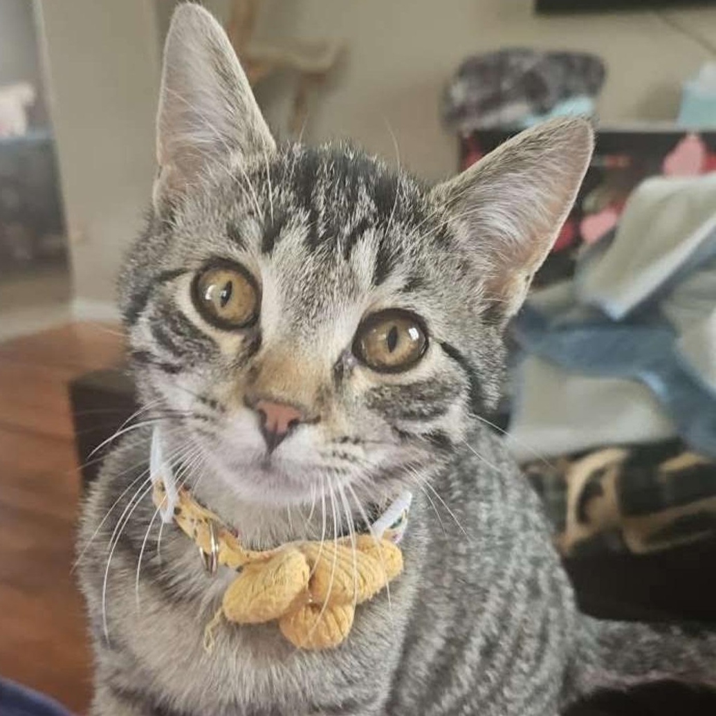 Enlarge Honey, an adopted Domestic Short Hair in Reeseville, WI image 1/3