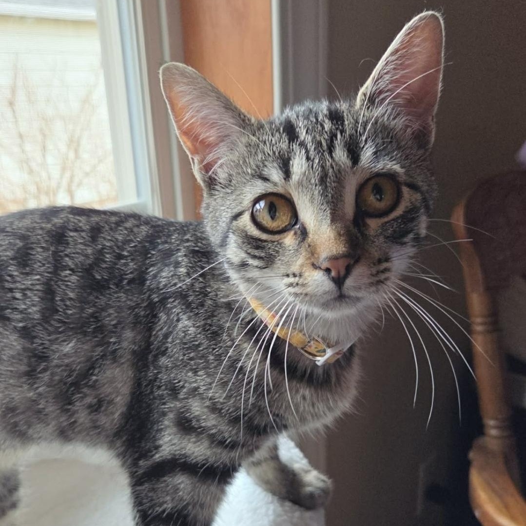Enlarge Honey, an adopted Domestic Short Hair in Reeseville, WI image 2/3
