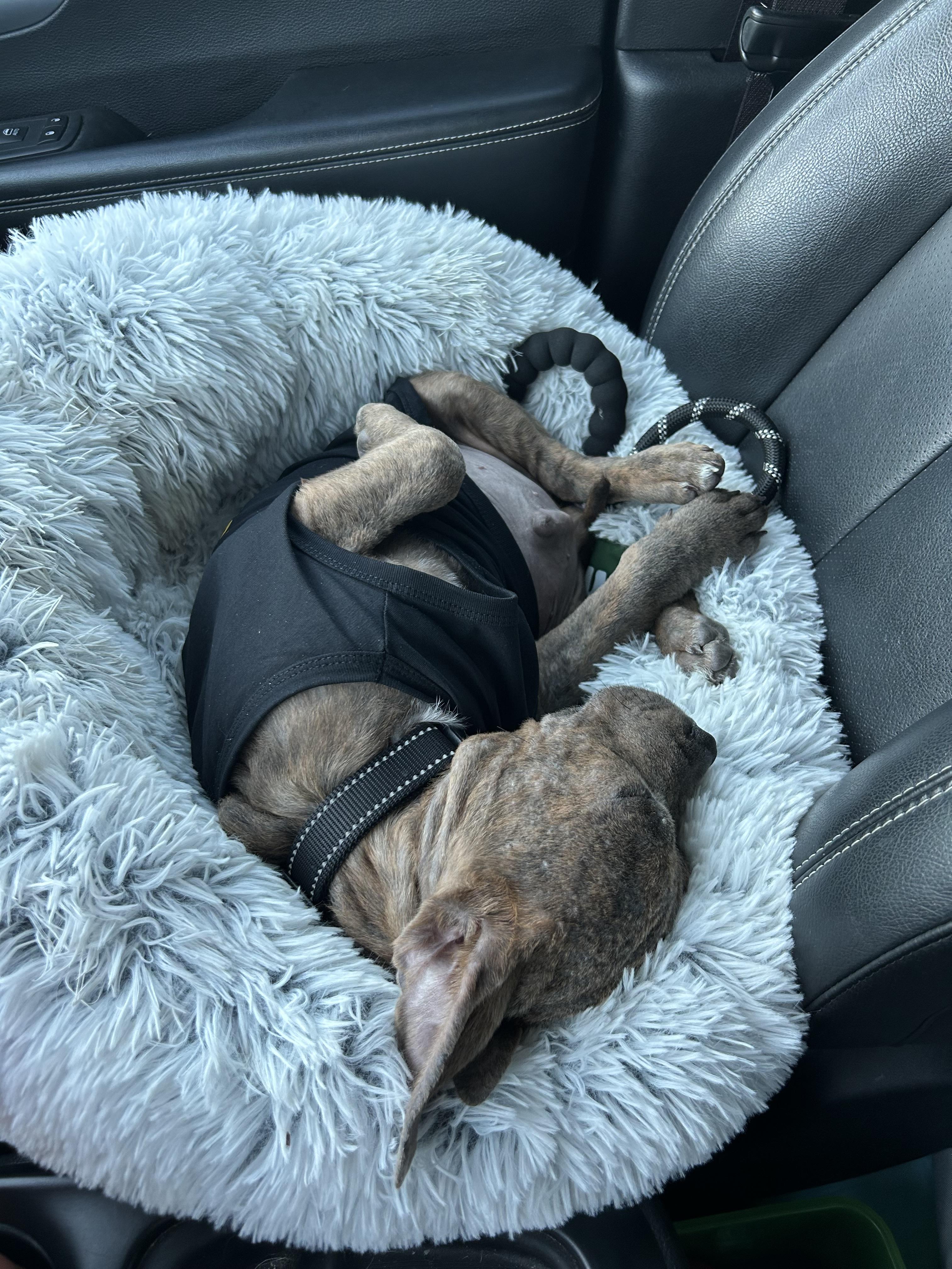 Peanut Butter, Adoptable, Puppy Male Pit Bull Terrier & American Staffordshire Terrier.