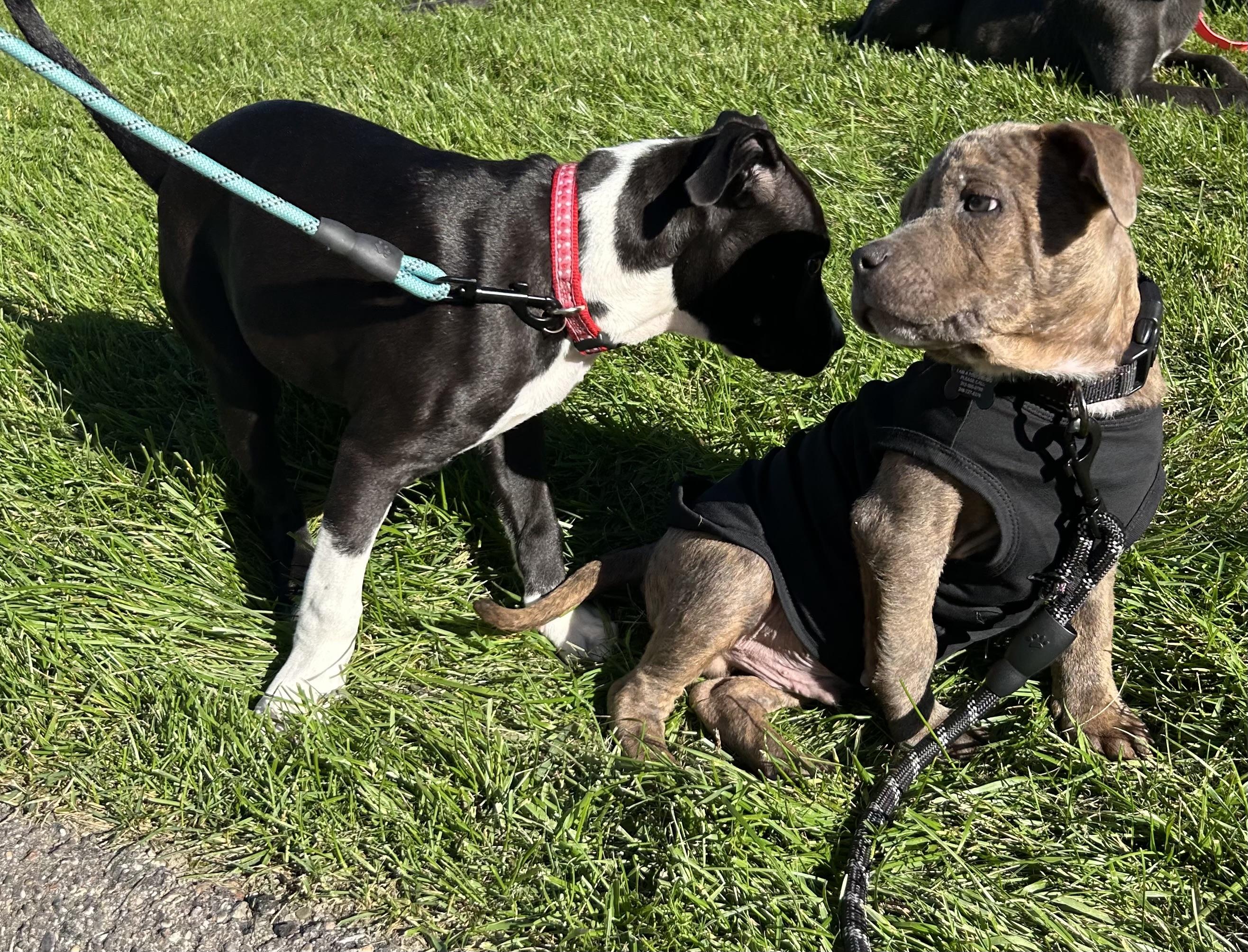 Enlarge Peanut Butter, a Adoptable mixed breed in Troy, MI image 2/6