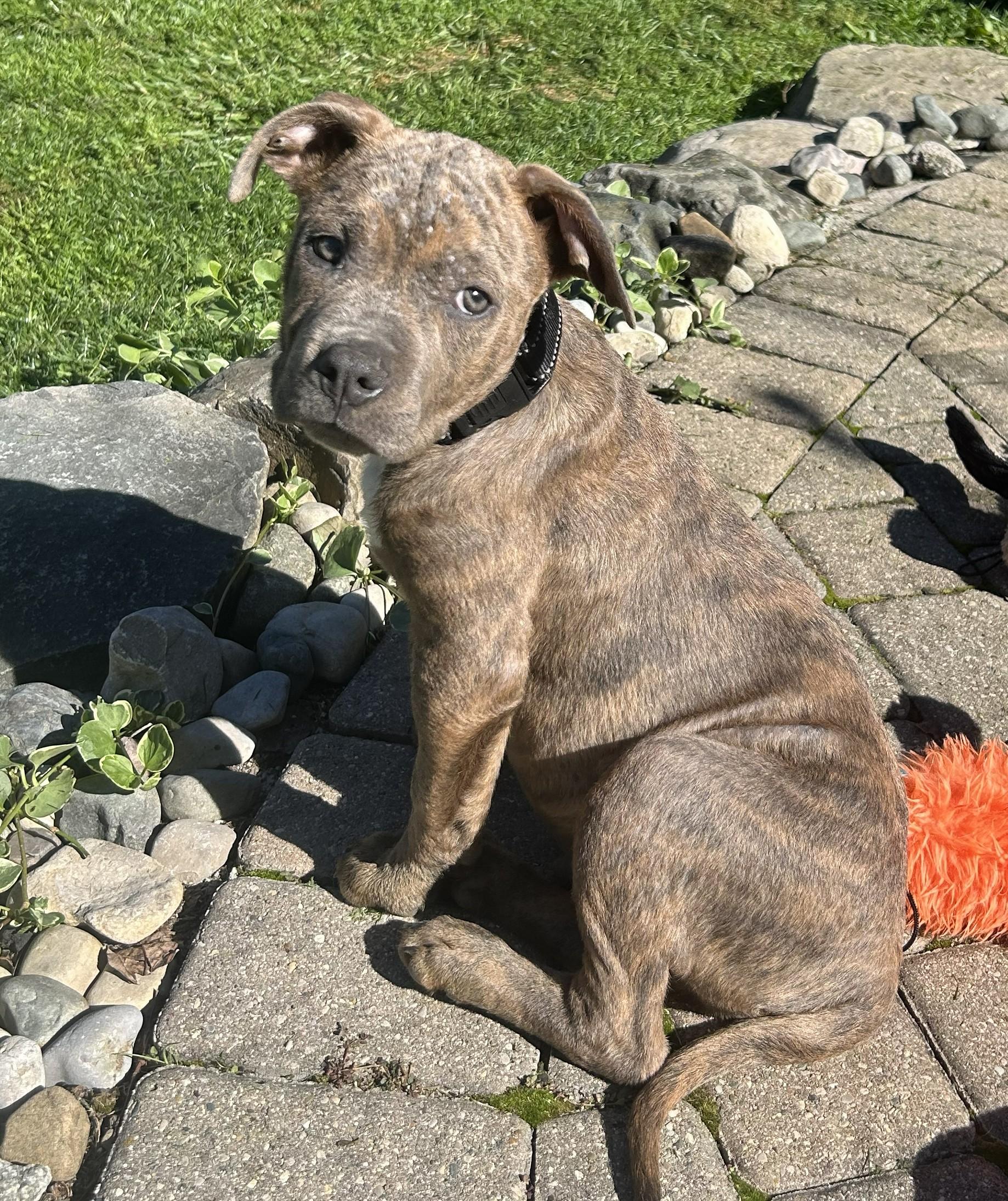 Enlarge Peanut Butter, a Adoptable mixed breed in Troy, MI image 4/6