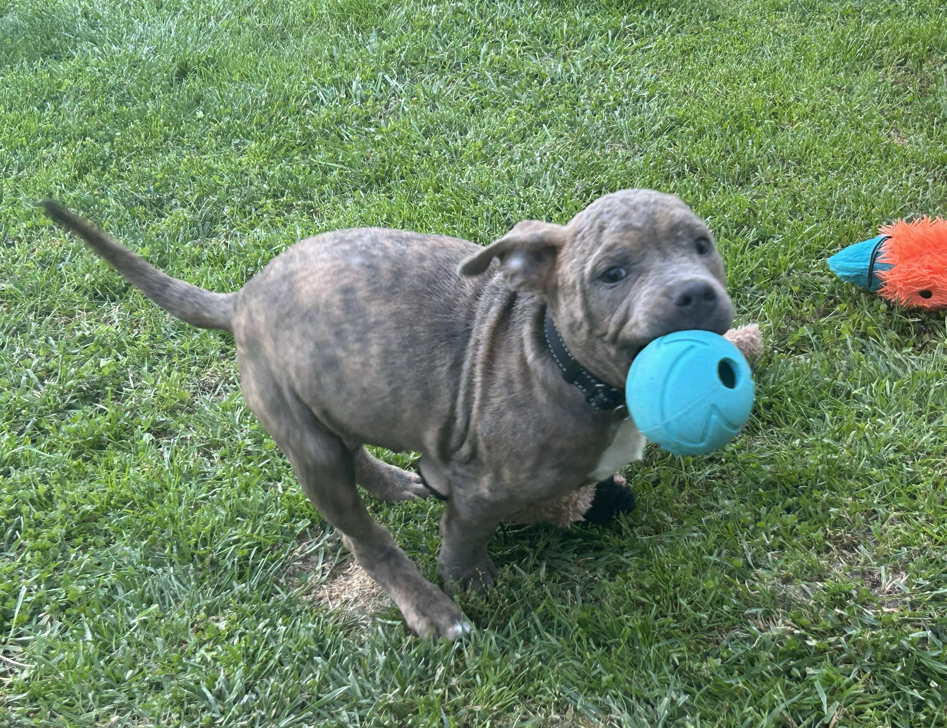 Enlarge Peanut Butter, a Adoptable mixed breed in Troy, MI image 5/6