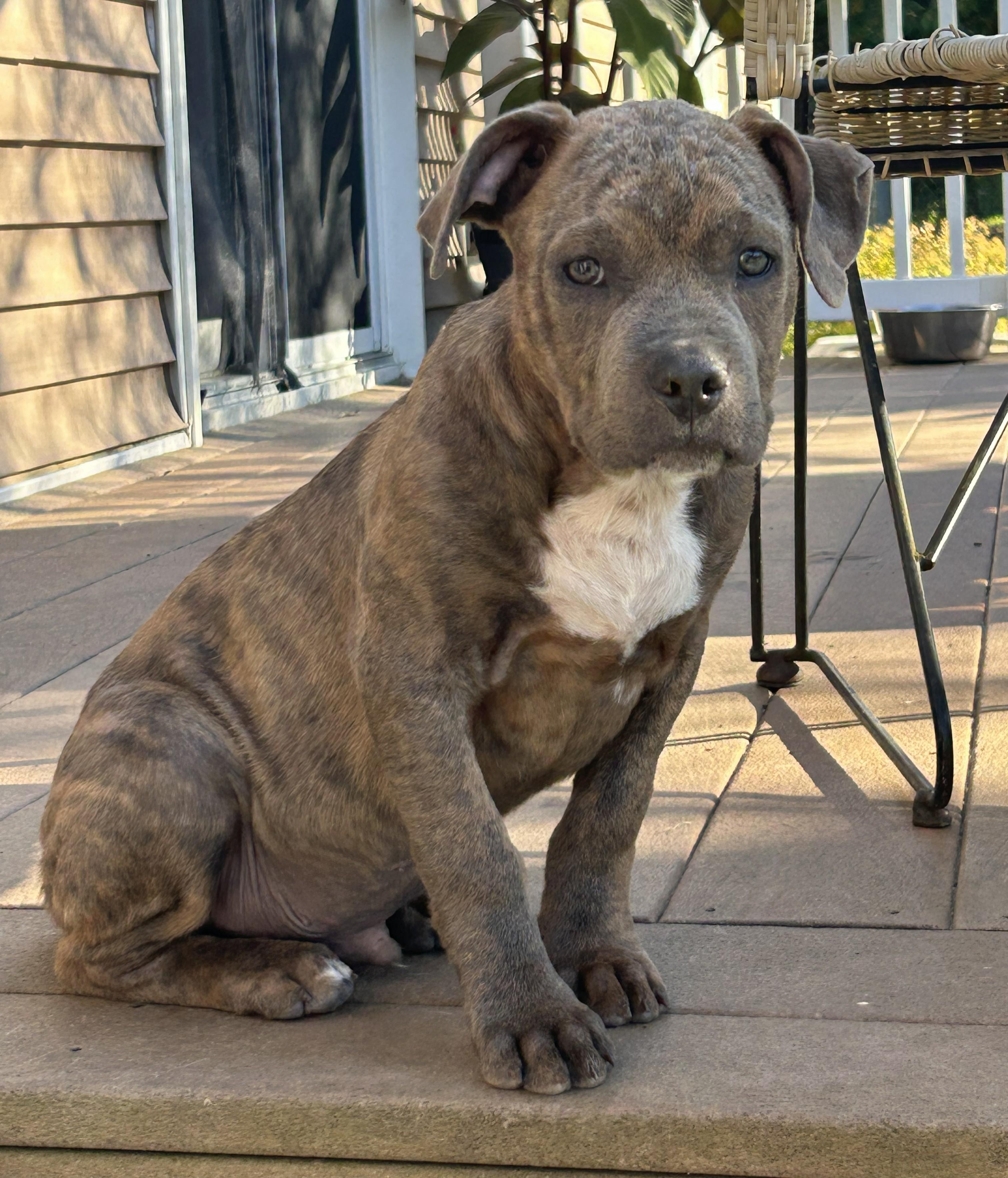 Enlarge Peanut Butter, a Adoptable mixed breed in Troy, MI image 6/6