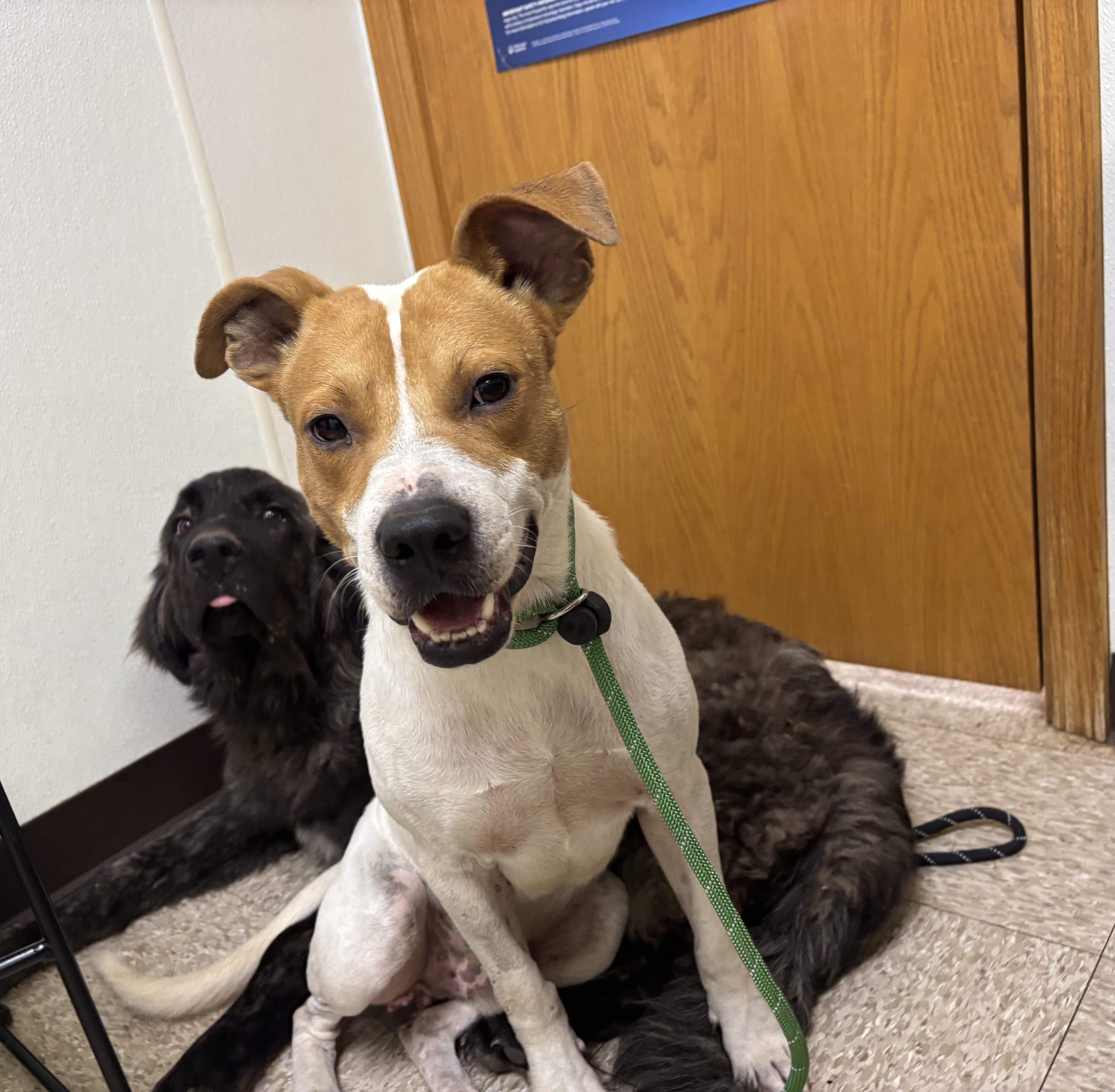 Lucky, a Adoptable mixed breed in Albany, NY image 5/6