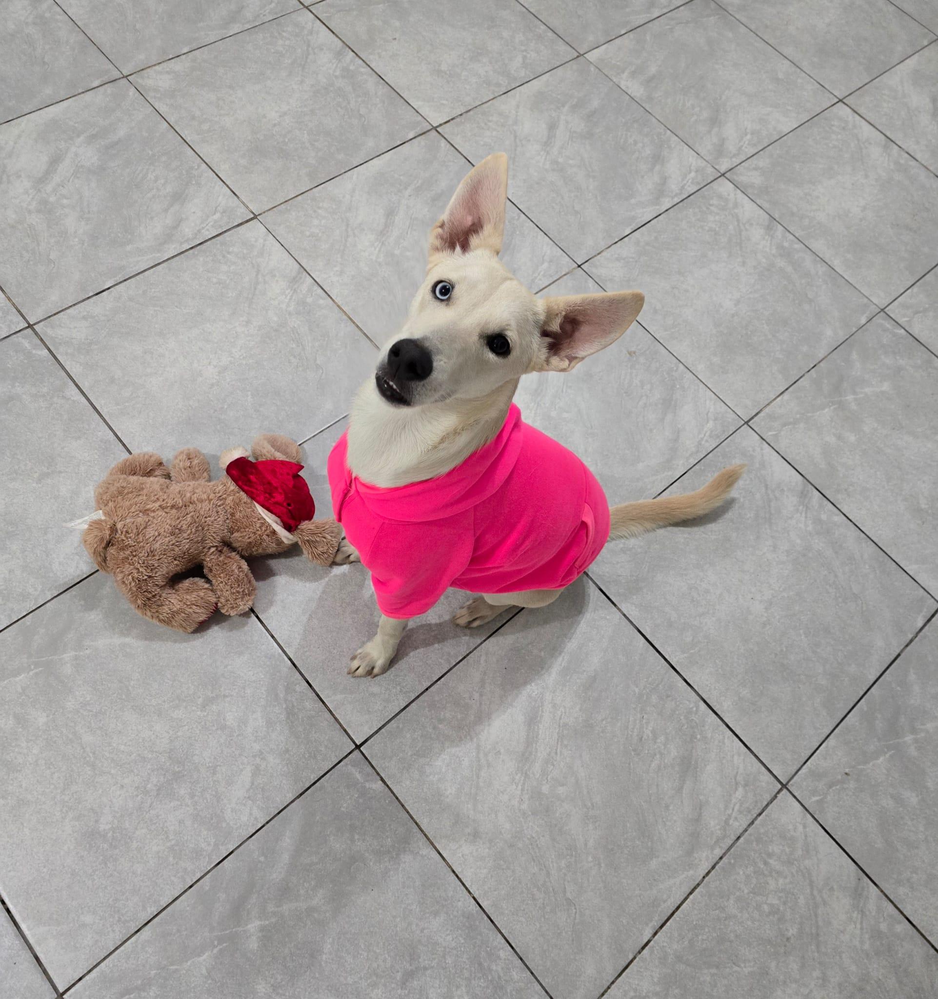 Nube, ADOPTABLE, Young Female Shepherd & Husky.