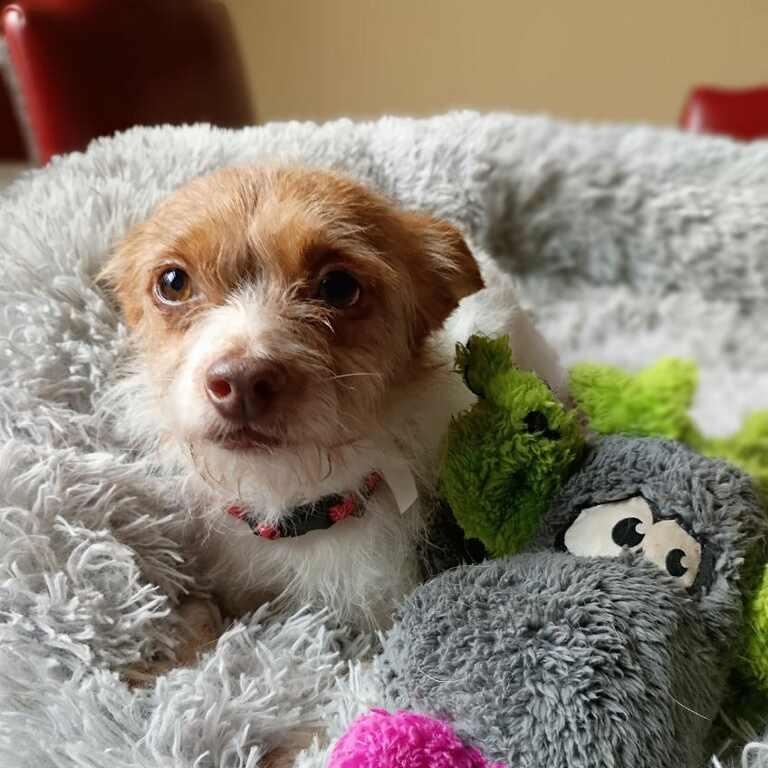 Canelo, Adopted, Senior Male Chihuahua.
