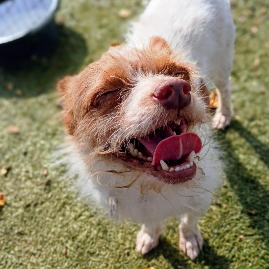 Enlarge Canelo, a Adopted Chihuahua in Brattleboro, VT image 6/6