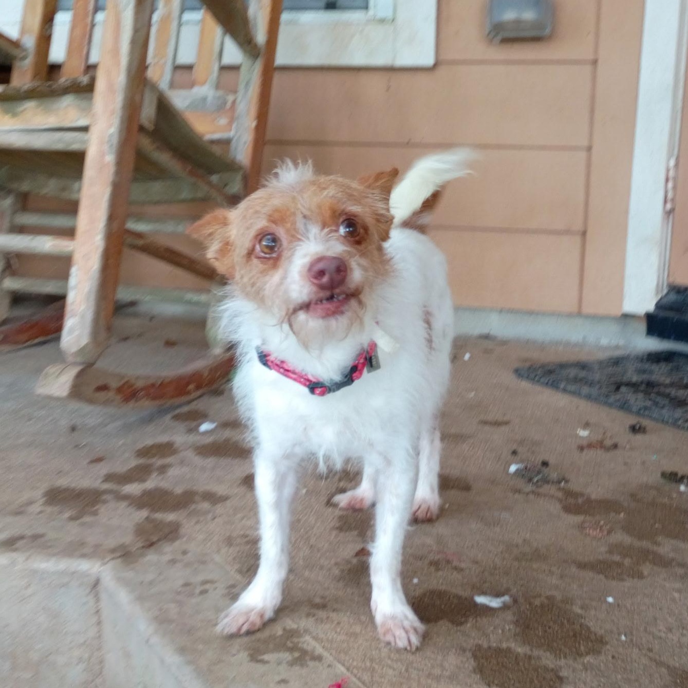 Enlarge Canelo, a Adopted Chihuahua in Brattleboro, VT image 2/6