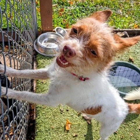 Enlarge Canelo, a Adopted Chihuahua in Brattleboro, VT image 5/6