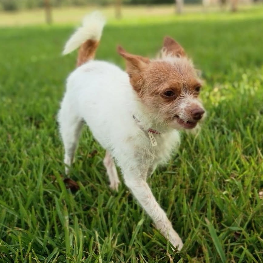 Enlarge Canelo, a Adopted Chihuahua in Brattleboro, VT image 4/6