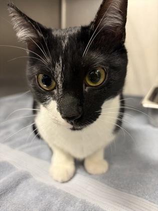 Lisa, Adoptable, Young Female Domestic Short Hair & Domestic Short Hair.