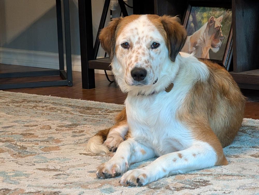 Glory, Adoptable, Young Female Australian Cattle Dog / Blue Heeler & Great Pyrenees.