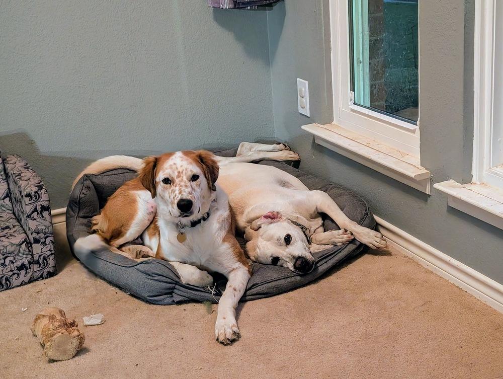 Glory, a Adoptable mixed breed in Richardson, TX image 2/2