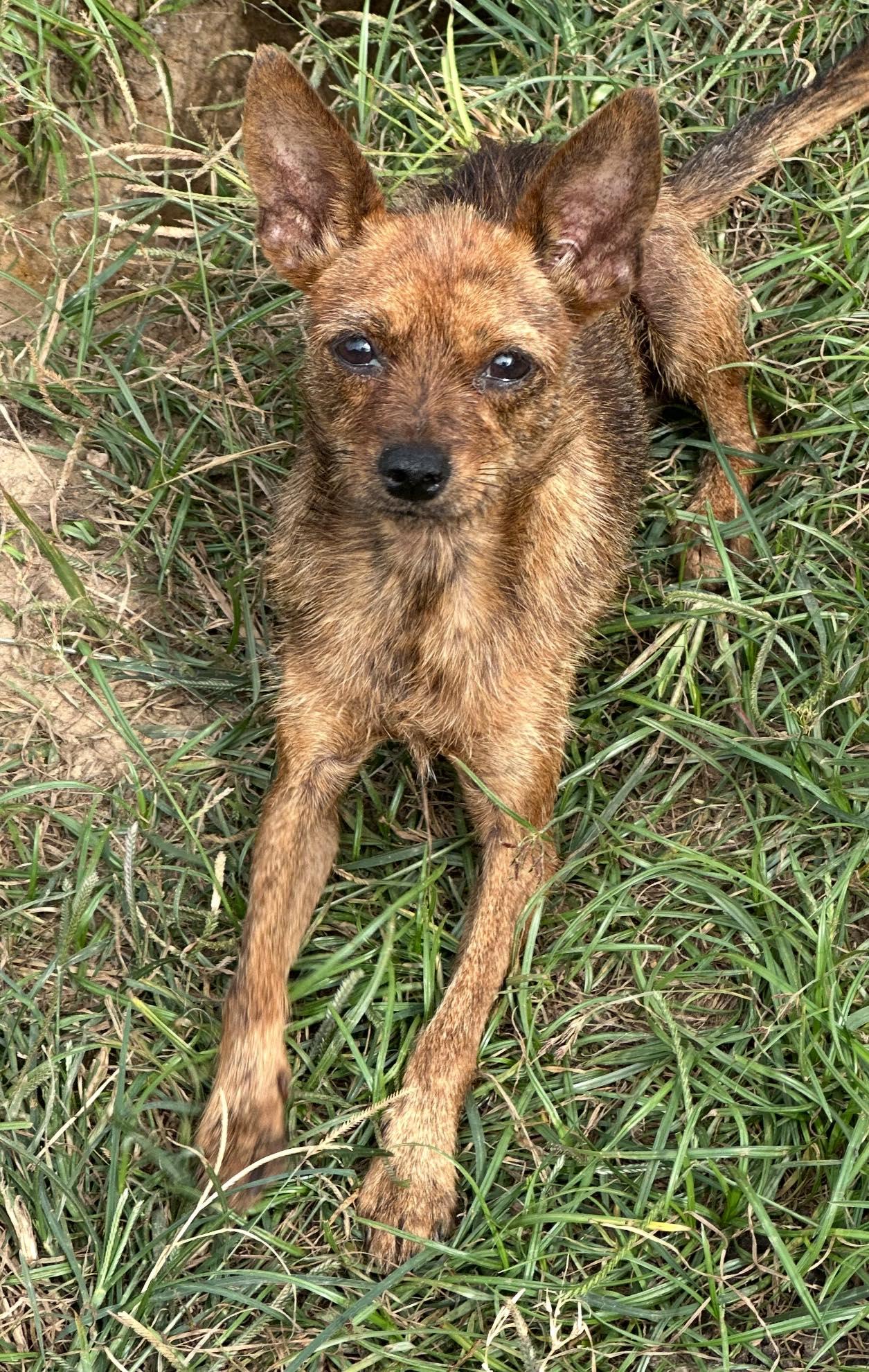 Enlarge Kenzi, a ADOPTABLE mixed breed in Vidor, TX image 3/3
