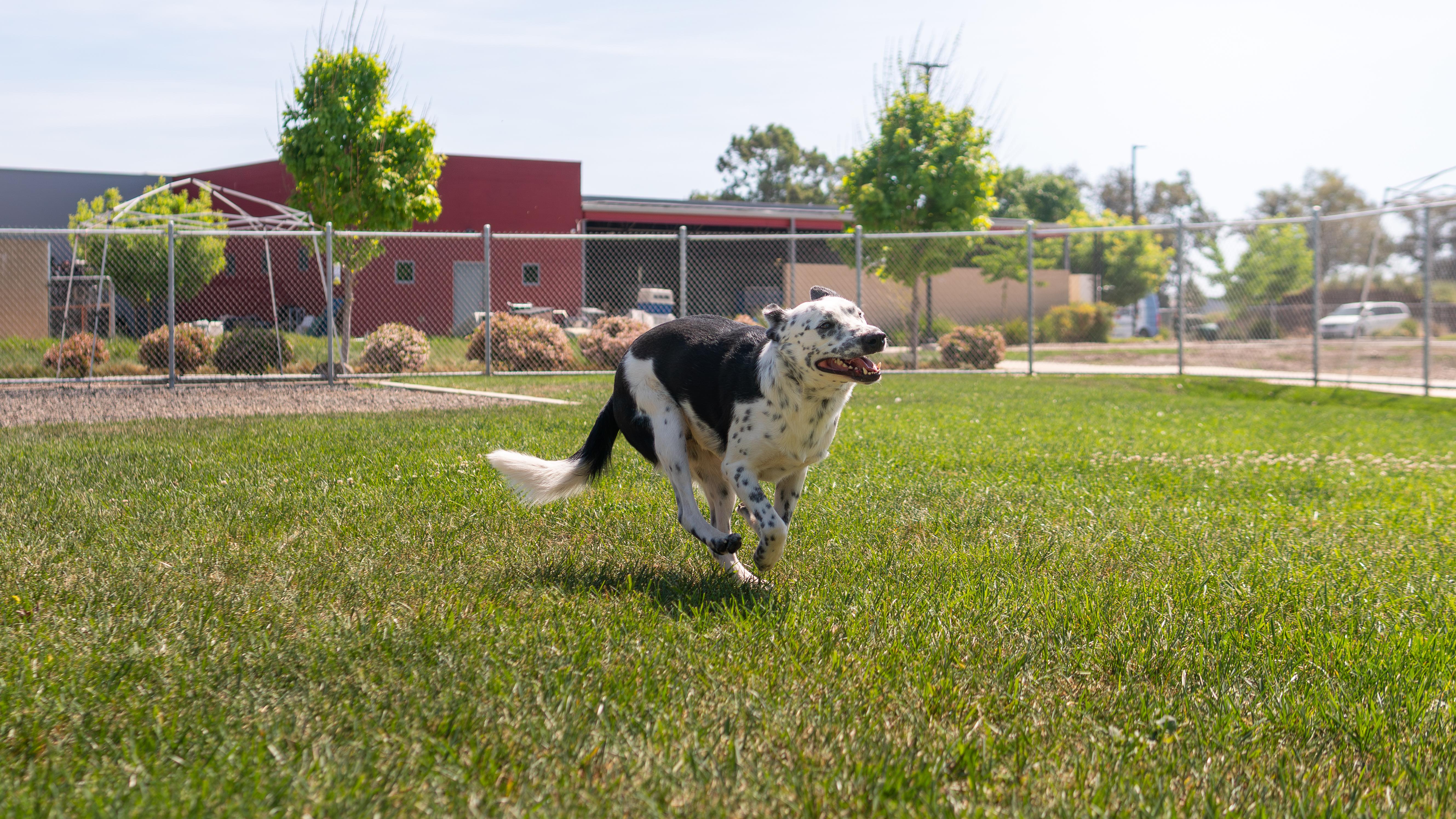 Enlarge Rudy, a Adoptable mixed breed in Chico, CA image 3/6